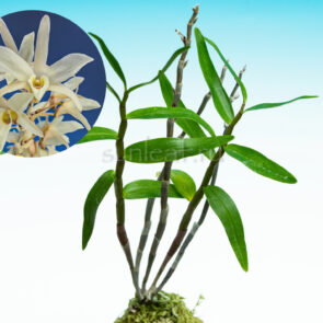 Дендробиум монилиформе Юя 熊野