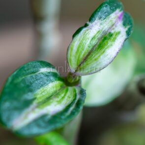 dendrobium-moniliforme-Yuten