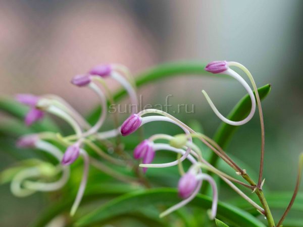 неофинетия ХонгГан 홍강 紅綱 neofinetia Honggang