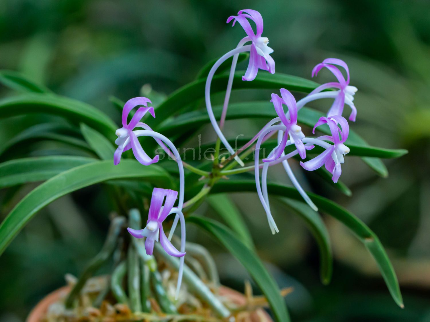 neofinetia-honggang