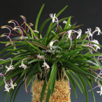 неофинетия Когеку но Хана 홍옥지화 紅玉の花 neofinetia Kogyoku no hana