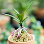 Неофинетия Когеку но Хана 홍옥지화 紅玉の花 neofinetia Kogyoku no hana — изображение 4