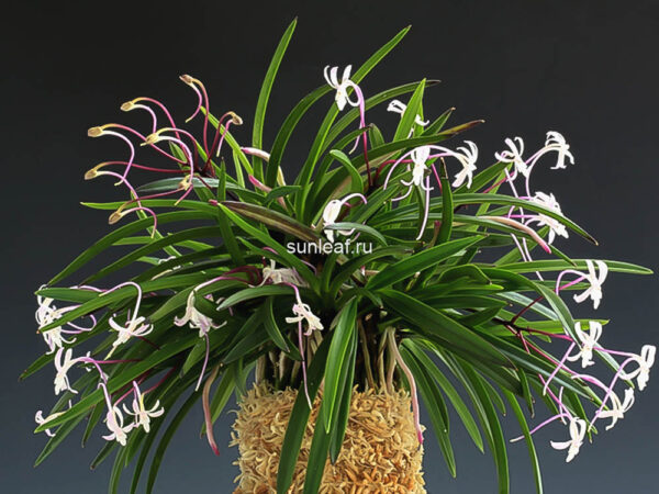 неофинетия Когеку но Хана 홍옥지화 紅玉の花 neofinetia Kogyoku no hana