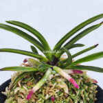 неофинетия Когеку но Хана 홍옥지화 紅玉の花 neofinetia Kogyoku no hana