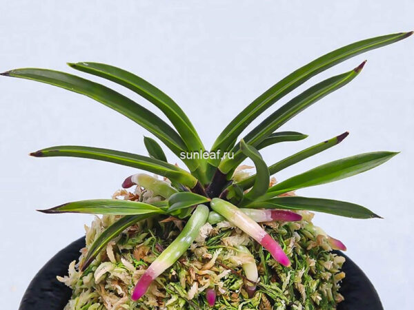 неофинетия Когеку но Хана 홍옥지화 紅玉の花 neofinetia Kogyoku no hana