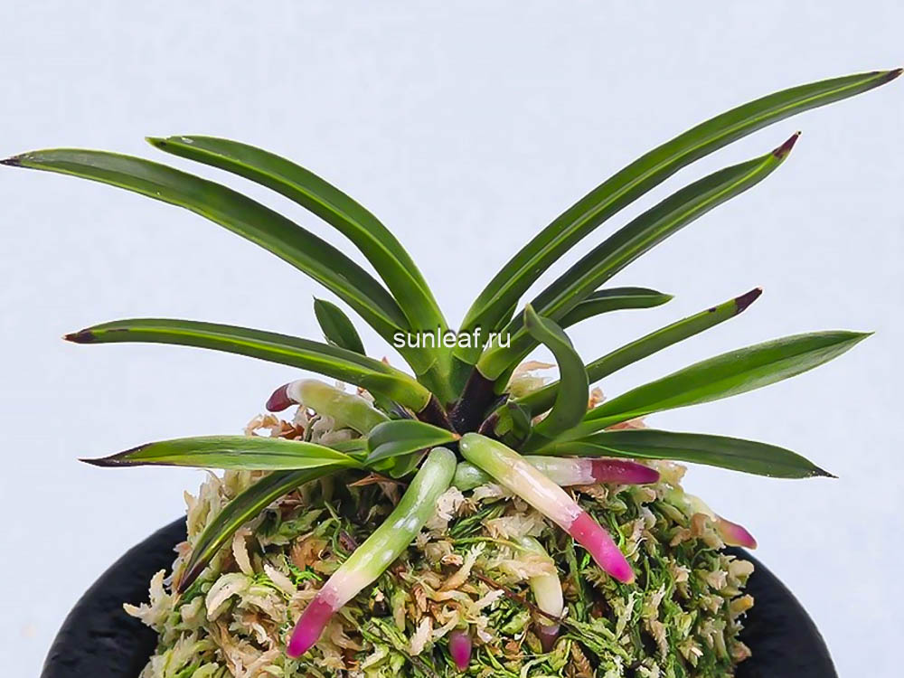 неофинетия Когеку но Хана 홍옥지화 紅玉の花 neofinetia Kogyoku no hana