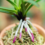 Неофинетия Когеку но Хана 홍옥지화 紅玉の花 neofinetia Kogyoku no hana — изображение 3