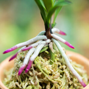 неофинетия Когеку но хана 홍옥지화 紅玉の花 neofinetia Kogyoku no hana