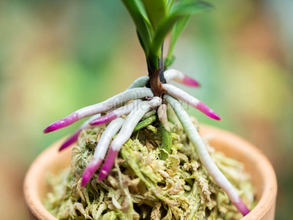 neofinetia-kogyoku-no-hana