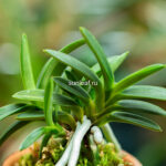 Неофинетия АВАДЗИ 담로 淡路 neofinetia Awaji