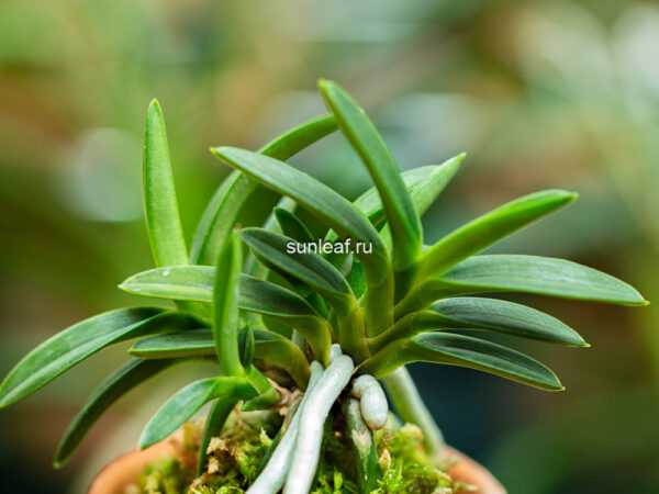 Неофинетия АВАДЗИ 담로 淡路 neofinetia Awaji