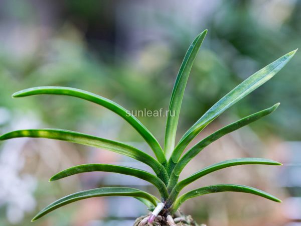 БЭНИ БОТАРУ 홍형 紅蛍 neofinetia Benibotaru / Benihotaru