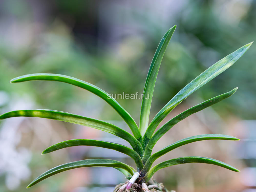БЭНИ БОТАРУ 홍형 紅蛍 neofinetia Benibotaru / Benihotaru