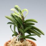 neofinetia-tamakongo