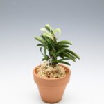 neofinetia-tamakongo