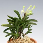 neofinetia-tamakongo