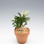 neofinetia-tamakongo