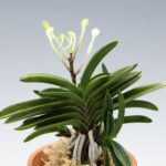 neofinetia-tamakongo