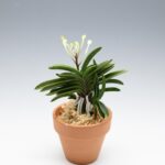 neofinetia-tamakongo