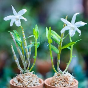 dendrobium-kingyokuden-4