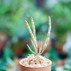 dendrobium-kingyokuden-5