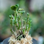 dendrobium-moniliform-niomaru