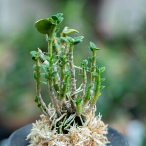 dendrobium-moniliform-niomaru