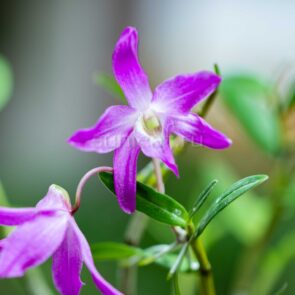 dendrobium moniliforme Gyokusen