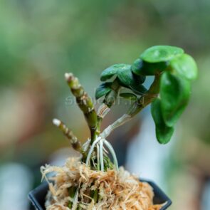 ОТАГА КОНГО 長生蘭 於多賀金剛 dendrobium moniliforme Otagakongo