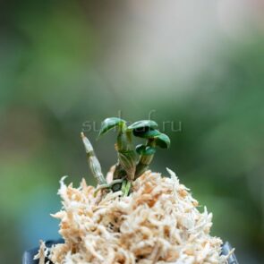 dendrobium-moniliforme-otagakongo-6