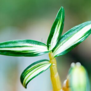 dendrobium moniliforme Zuiho