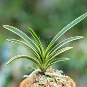 ХИГУМА НИСИКИ 비금 羆錦 neofinetia Higuma Nishiki