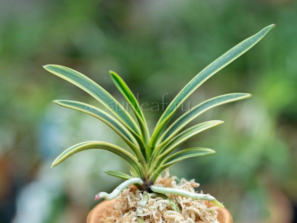 ХИГУМА НИСИКИ 비금 羆錦 neofinetia Higuma Nishiki