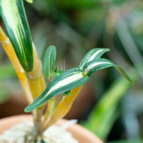 БЕНИФУКИ 長生蘭 紅富貴 dendrobium moniliforme Benifuki