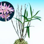 dendrobium-moniliforme-benishiho