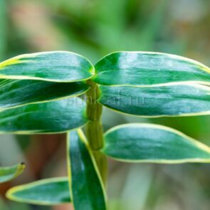 ГЁКУРИН 長生蘭 玉輪 dendrobium moniliforme Gyokurin