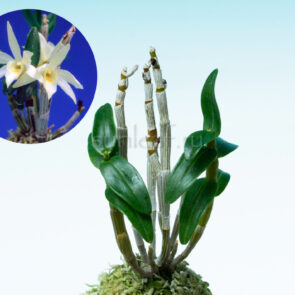 dendrobium-moniliforme-harima