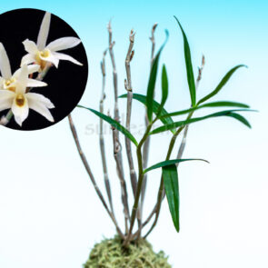 dendrobium-moniliforme-kagetsu