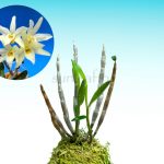 dendrobium-moniliforme-kimaru