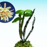 dendrobium-moniliforme-kizakura