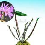 КЁККО 極紅 dendrobium moniliforme Kyokko