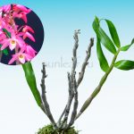 dendrobium-moniliforme-seiko