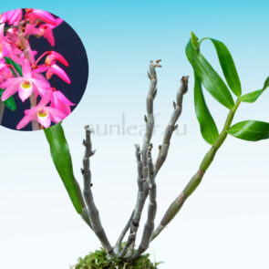dendrobium-moniliforme-seiko