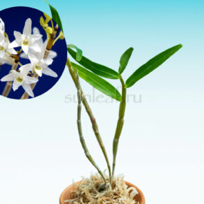 Сирасаги 白鷺 dendrobium moniliforme Shirasagi