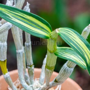 dendrobium-moniliforme-taiko