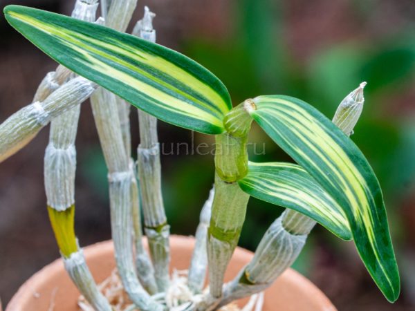 dendrobium-moniliforme-taiko