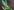 dendrobium-moniliforme-umegae