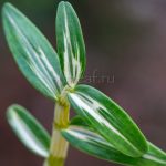 dendrobium-moniliforme-umegae