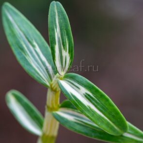dendrobium-moniliforme-umegae
