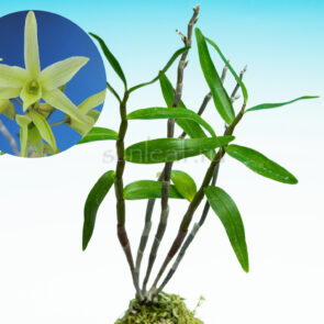 dendrobium-moniliforme-yoshunnomidori